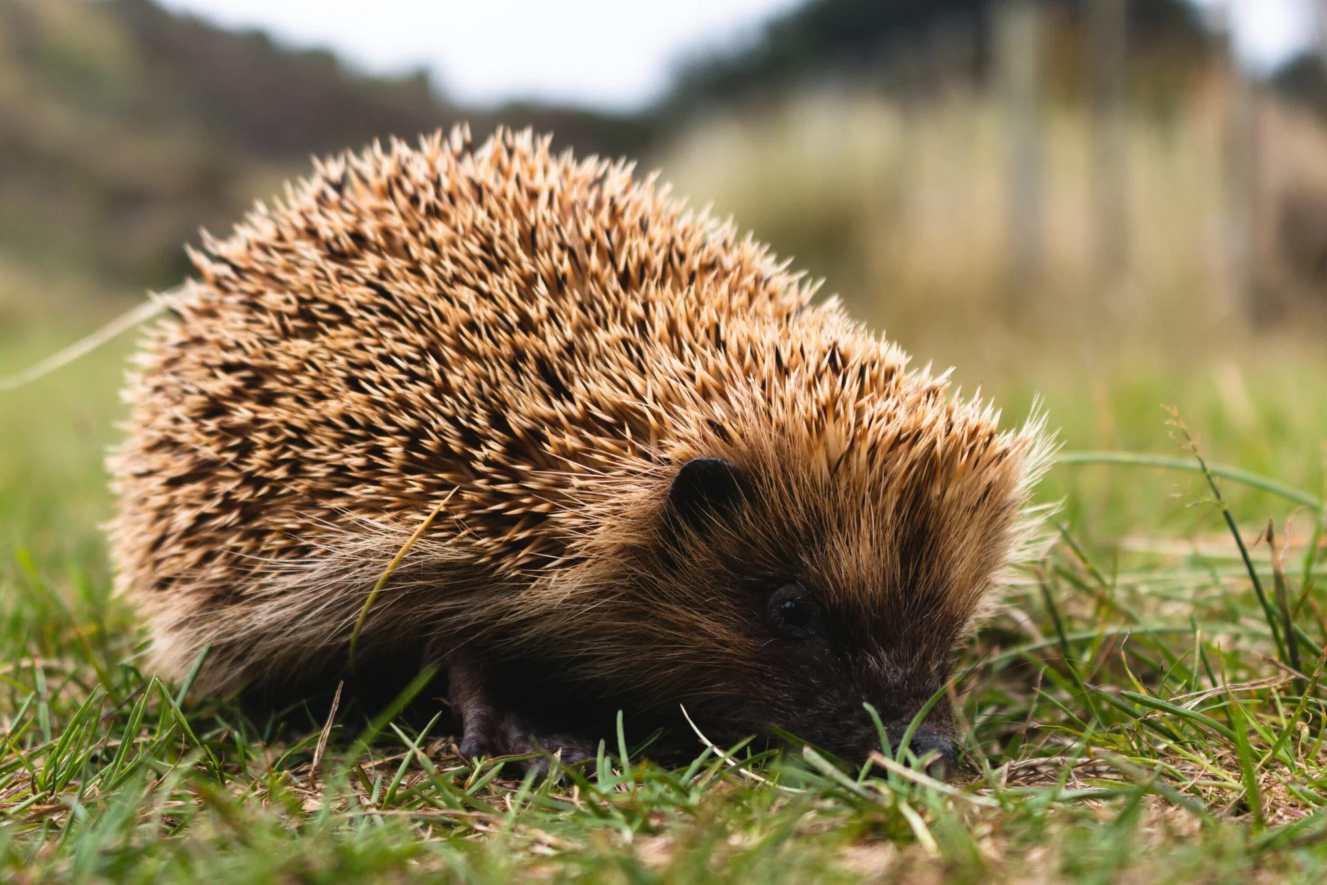 Hedgehog on the pitch at Croydon Athletic's Mayfield Stadium in Thornton Heath, Croydon